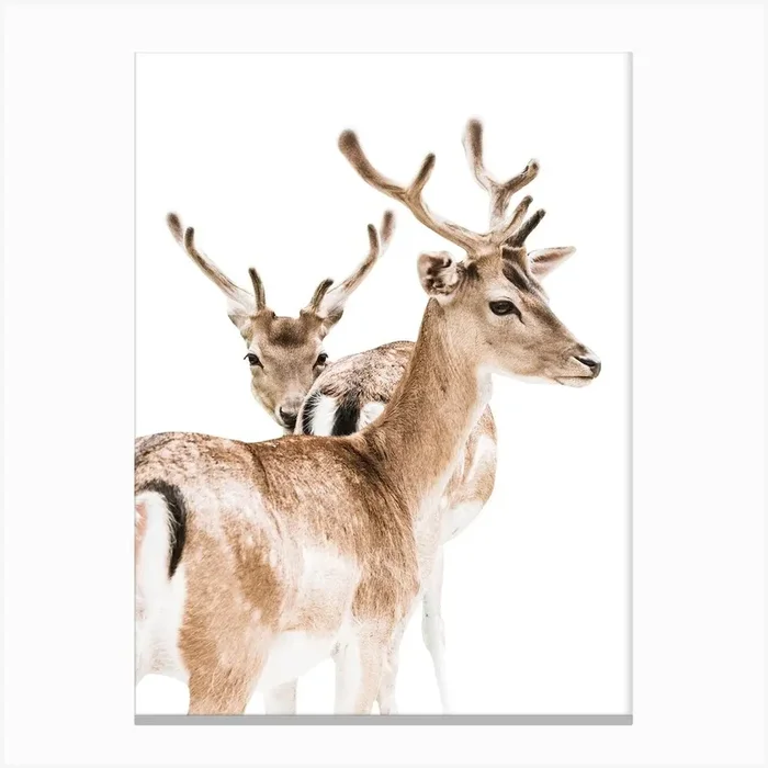 Two deers 1 Canvas Print by Victoria Frost