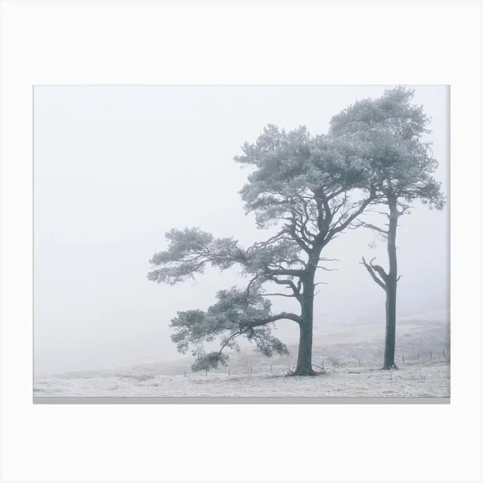 Two Trees In The Fog Canvas Print by Mst Illustration / Photography