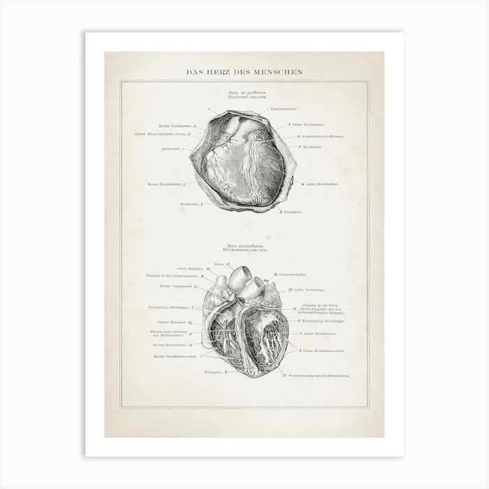 Vintage Brockhaus 3 Anatomie Herz Art Print by Vintage Print Collection