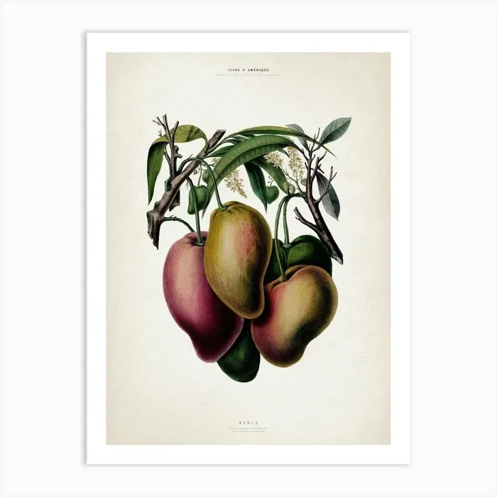 Vintage Denisse 3 Mango Art Print by Vintage Print Collection
