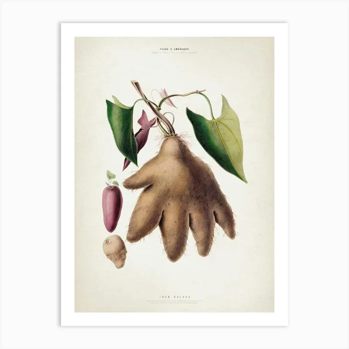 Vintage Denisse 8 Inam Bacara Art Print by Vintage Print Collection