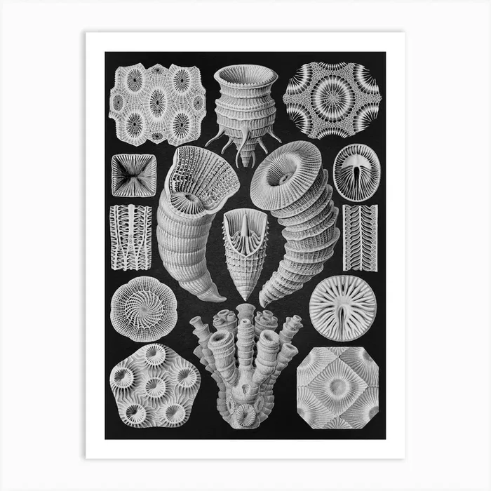 Vintage Haeckel 13 Tafel 29 Vierstrahlige Sternkorallen Art Print by Vintage Print Collection