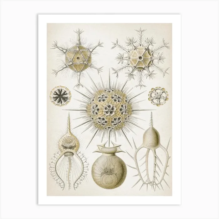 Vintage Haeckel 5 Tafel 1 Rohrstrahlinge Art Print by Vintage Print Collection