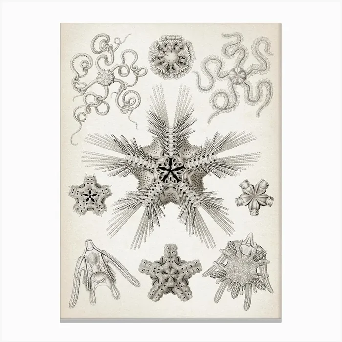 Vintage Haeckel 7 Tafel 10 Schlangensterne Canvas Print by Vintage Print Collection
