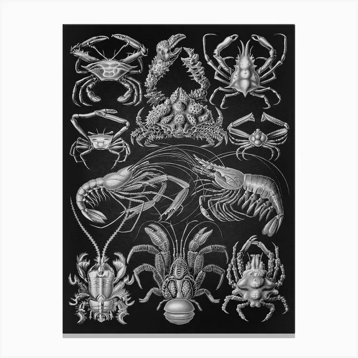 Vintage Haeckel 9 Tafel 86 Zehnfusskrebse Canvas Print by Vintage Print Collection