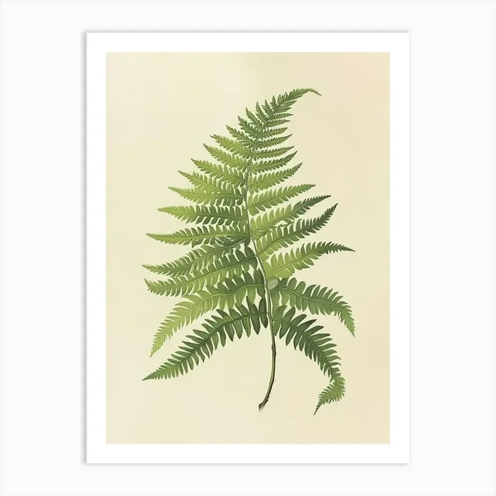 Vintage Illustration Marsh Fern 1 Art Print by Petal Pigments