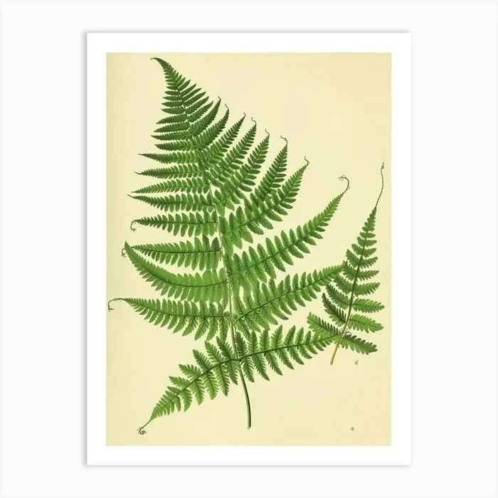Vintage Illustration Netted Chain Fern 2 Art Print by Petal Pigments