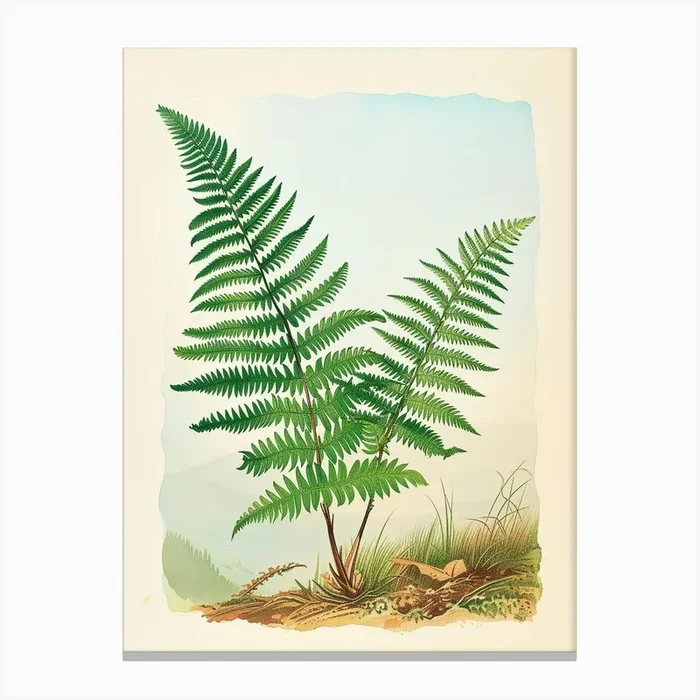 Vintage Illustration Soft Shield Fern 1 Canvas Print by Petal Pigments