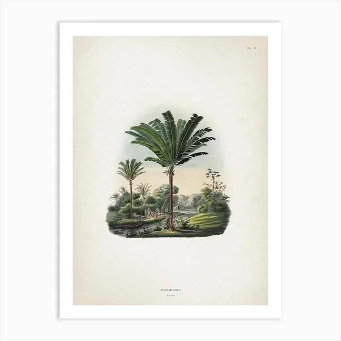 Vintage Martius 2 Manicaria Saccifera Art Print by Vintage Print Collection