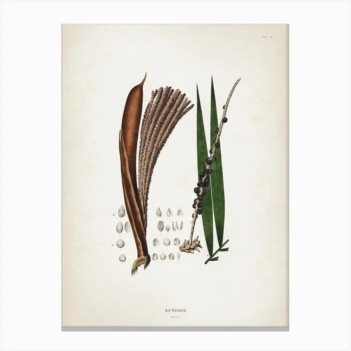 Vintage Martius 6 Euterpe Oleracea Canvas Print by Vintage Print Collection