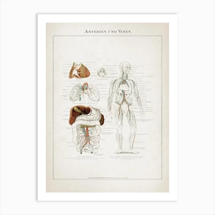 Vintage Meyers 7 Arterien Und Venen Art Print by Vintage Print Collection