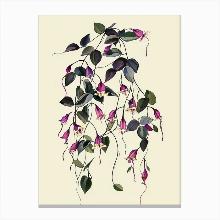 Wandering Jew Plant Minimalist Illustration 4 Canvas Print by Petal Pigments