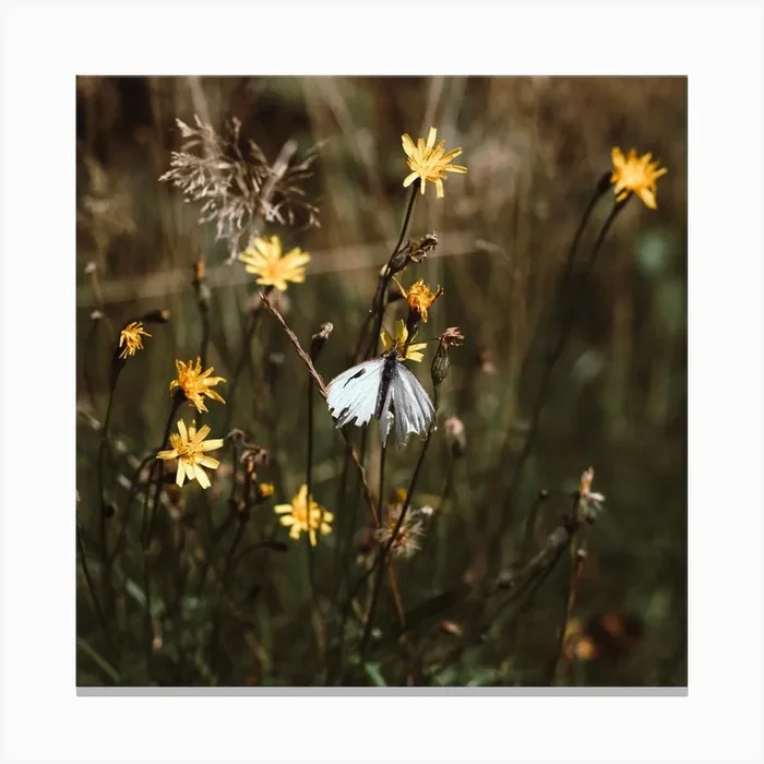 White Butterfly In The Countryside Colour Nature Photography Square Canvas Print by Aimee Giles