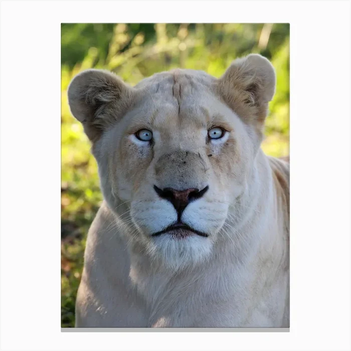 White Lion Female II Canvas Print by Thula Photography