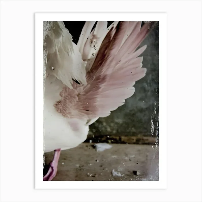 White Swan Pink Hue Art Print by ThatWorksMedia
