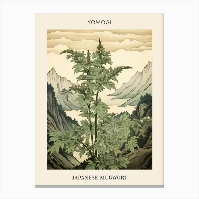 Yomogi Japanese Mugwort 2 Japanese Botanical Illustration Poster Canvas Print by Botanic Studio