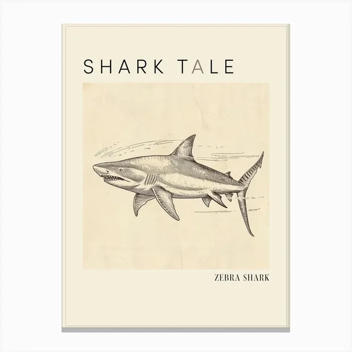 Zebra Shark Vintage Illustration 1 Poster Canvas Print by Energy of the Sea