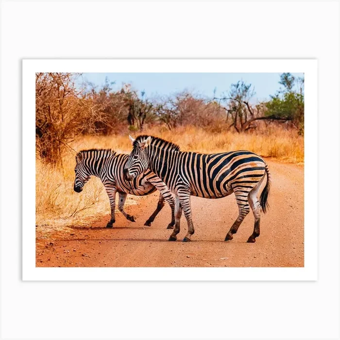 Zebras Crossing The Road Art PrintSL by Simone Lucchini