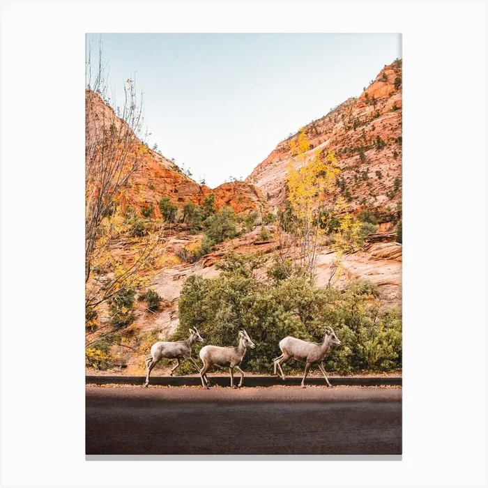 Zion Sheep Canvas Print by Erica Fuchs Photography